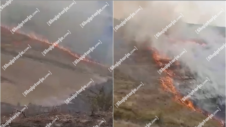 VIDEO/ Belsh, zjarr në një kodër me pemë dhe ullinj në fshatin Qafëshkallë, zjarrfikësit në vendngjarje