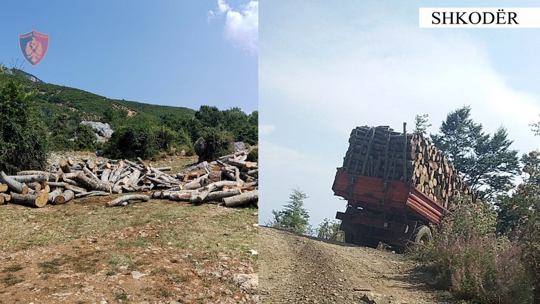 Po transportonin me tre kamionë 23 m³ dru të prera në pyje, vihen nën hetim 7 persona në Shkodër