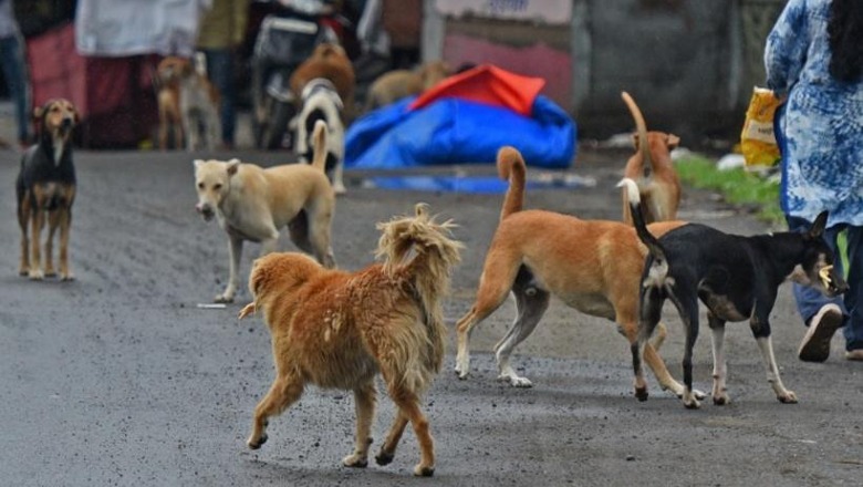 Bashkia e Gjirokastrës anulon tenderin 14 milionë lekë për tredhjen e qenve