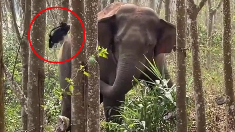 VIDEOLAJM/ Elefanti ‘inteligjent’ ndihmon policinë të zbulojë 2.8 kg opium të fshehur në pyll