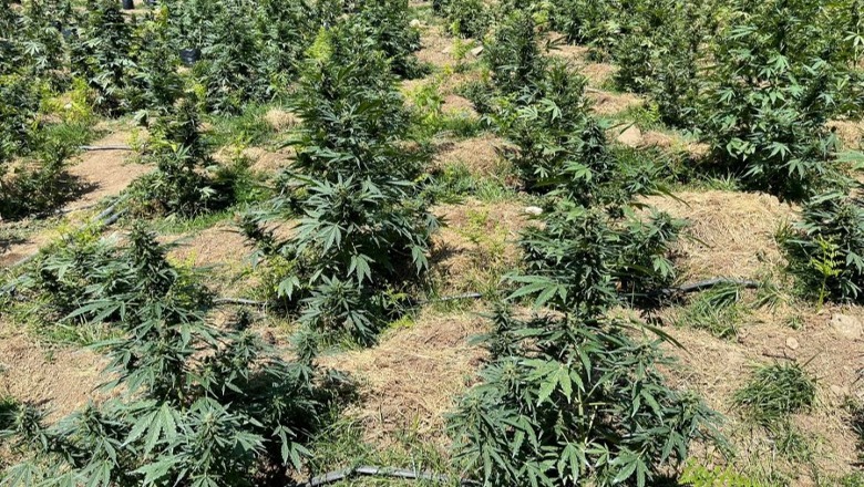 EMRI/ Kishte mbjellë 90 bimë narkotike, 52-vjeçari në Fier kapet ‘mat’ teksa kujdesej për kanabisin e kultivuar mes pemëve frutore