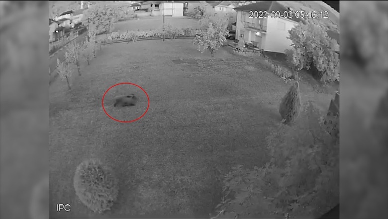 VIDEO e pazakontë, ariu kalon përmes banesave në një lagje të banuar në Strugë