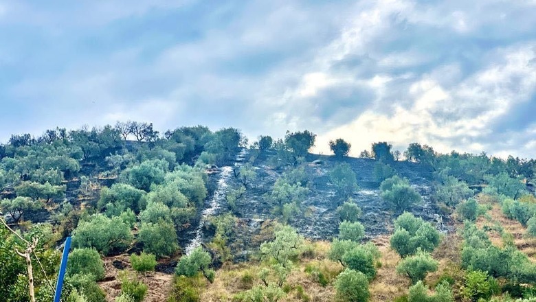 VIDEO/ Shuhen vatrat e zjarrit në Zhamë të Lushnjës, digjen mbi 60 hektarë ullishte