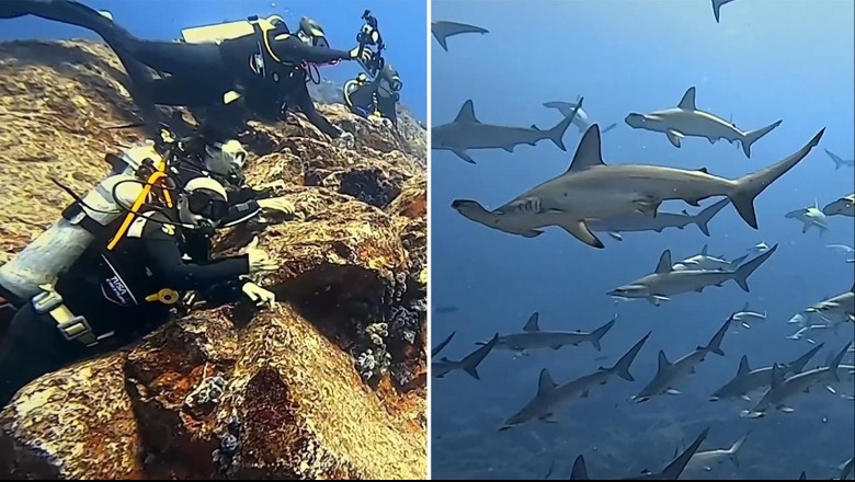 VIDEOLAJM/ Qindra peshkaqenë ‘kokë çekiç’ rrethojnë zhytësit