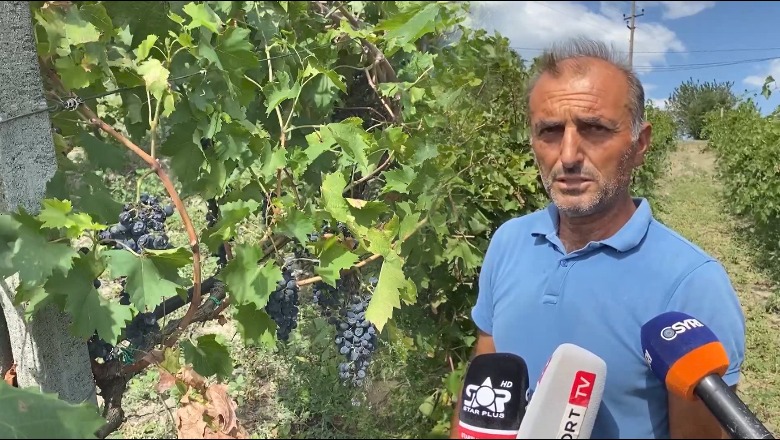 Lagështira dëmton vreshtat në Zadrimë të Lezhës! Fermerët: Bie prodhimi i rrushit dhe cilësia e verës