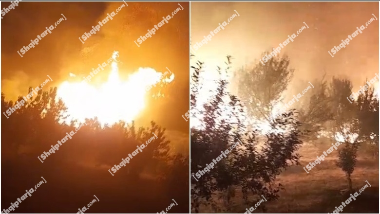 Berat, zjarri në Shpirag djeg 40 ha shkurre e kullota e 100 pemë frutore (VIDEO)