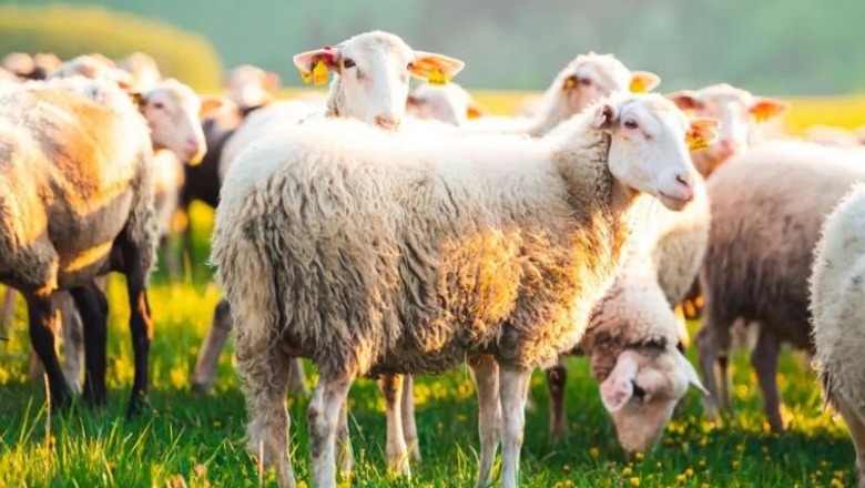 E pazakontë në Greqi! Tufa e deleve ‘pushtojnë’ serën dhe konsumojnë 100 kg hashash
