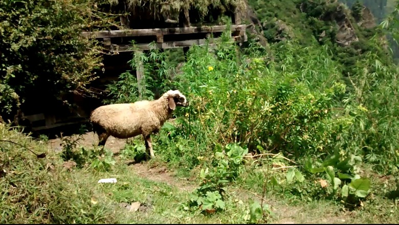 E pazakontë në Greqi! Tufa e deleve ‘pushtojnë’ serën e mbjellë me hashash dhe konsumojnë 100 kg të lëndës narkotike  