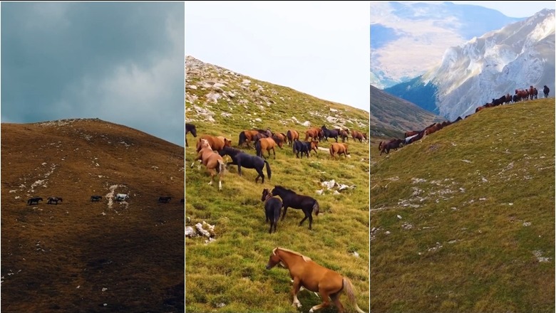 Pamje mahnitëse! kopetë e kuajve ‘pushtojnë’  majat e maleve të trekëndeshit kufitar Shqipëri-Kosovë-Maqedoni e Veriut