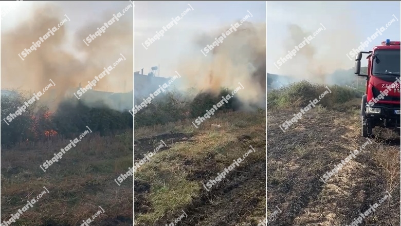 Zjarr në plantacionin me ullinj në Berat,  flakët shkrumbojnë 1 ha me pemë frutore     