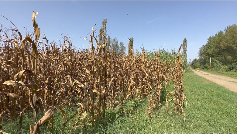Prodhim i bollshëm i drithëravë në fushën e Zadrimës, fermerët: Bie çmimi i misrit, problem sigurimi i tregut