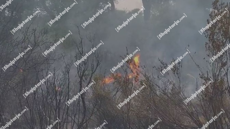 Zjarrfikësit 'luftë' me flakët në Fier, zjarri përhapet në pyllin e Darzezës, digjen pisha dhe shkurre