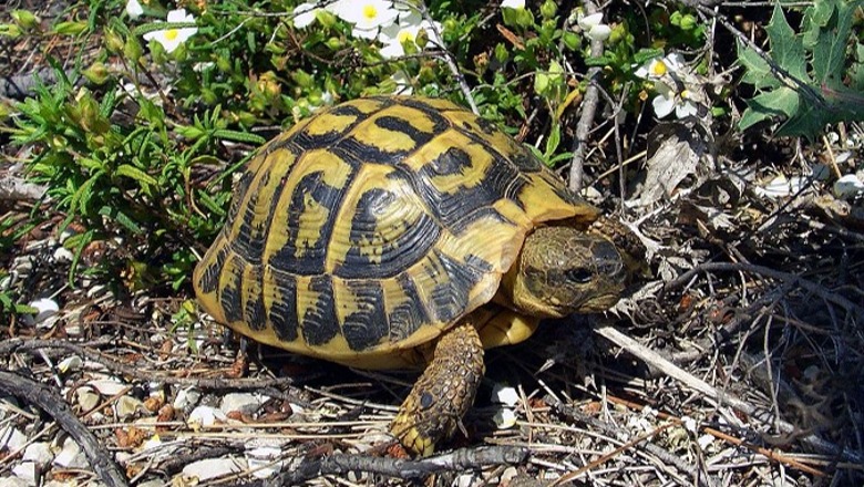 Trafikim i ri Shqipëri-Itali, breshkat e tokës shiten nga 60-2000 euro në tregun e zi