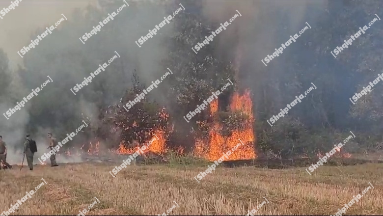 Vijon zjarri në pyllin Pishporo të Fierit, flakët rrezikojnë tokat bujqësore, zjarrfikësit në terren të vështirë