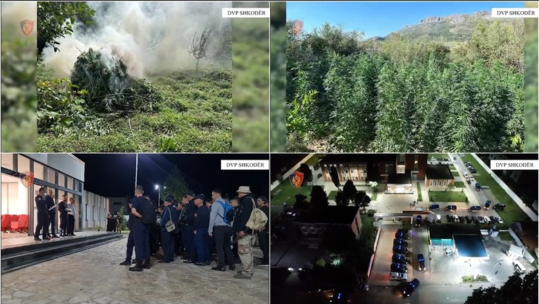 VIDEO/ Asgjësohen 3520 bimë narkotike në fshatrat e Shkodrës, nuk dihen autorët