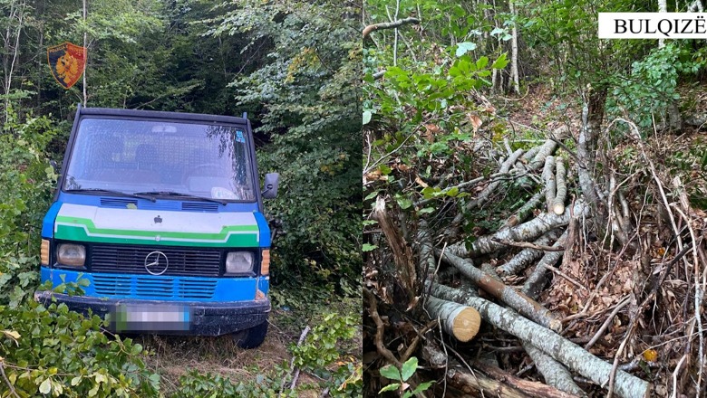U kapën duke prerë dru në mënyrë të paligjshme, 2 persona në hetim në Bulqizë
