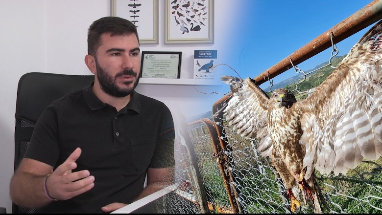Shqiponja e dhunuar në Përmet, specie e mbrojtur me ligj nga 2006! Aktivisti: Është hutë fushe, lehtësisht e kapshme nga njeriu