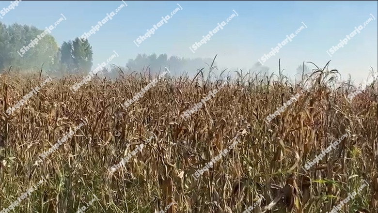 Të mbjella në mes të parcelës me misër, Report Tv siguron pamjet ekskluzive të asgjësimit të kanabisit në Vlorë
