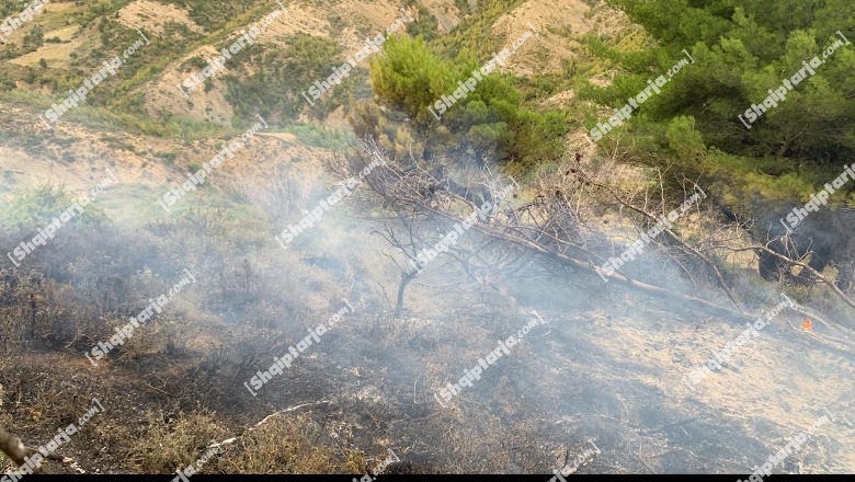 Berat/ Zjarr në pyllin me pisha në zonën e Shpiragut, dyshohet i qëllimshëm