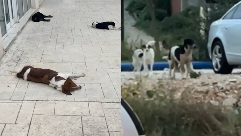 'E ka kafshuar', qentë e rrugës tmerrojnë turisten spanjolle në Vlorë, qytetarët të alarmuar (Video)