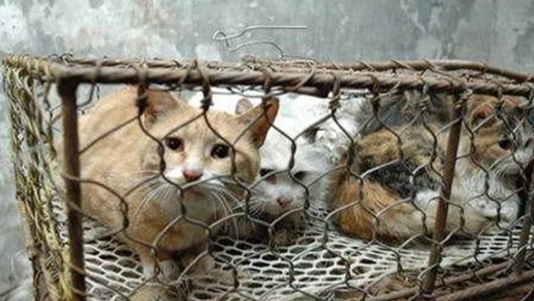 Shpëtohen 1000 mace në Kinë, do të përfundonin në thertore