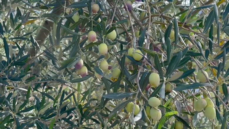 ​​​​​​​Prodhohet vaji i ri i ullirit në Lezhë, çmimi 600 lekë/litër! Fermerët: Prodhimi i mbarë, por s’kemi punëtorë për vjelje