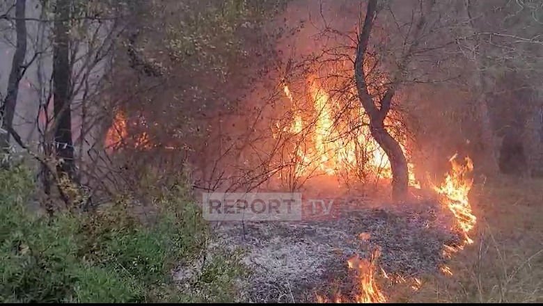 Zjarret në qarkun e Fierit dogjën mbi 1 mijë hektarë pyje dhe ullishte, u regjistruan 202 vatra! Zona më e prekur ajo e Pishporos