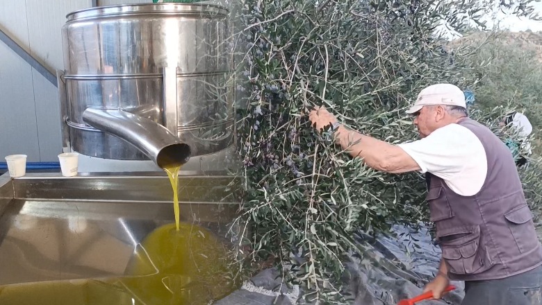 Më shumë shpenzime për prodhimin, fermerët në Lushnjë shtrenjtojnë vajin e ullirit