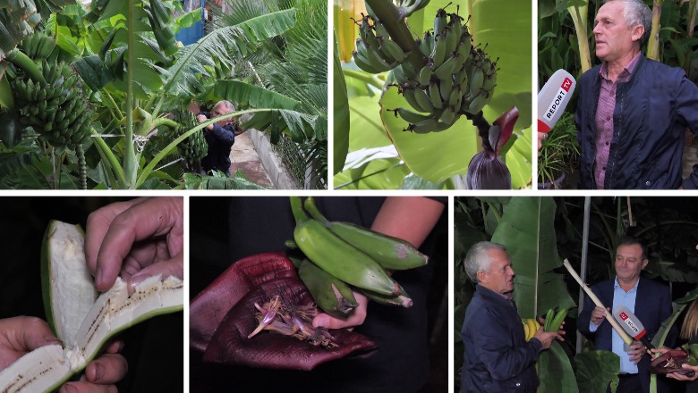 Një oborr në Lushnje plot me pemë të bananes, historia e veçantë e fermerit Përparim Agaçi: Lulet e bananes më shpëtuan jetën