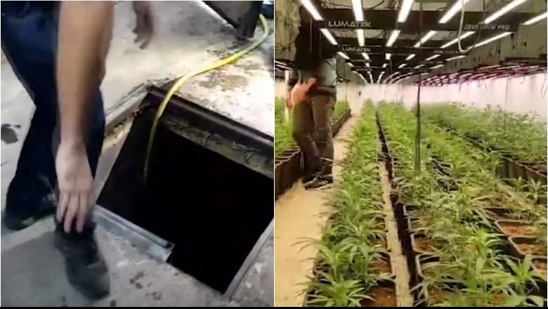 Spanjë/ Zbulohet platacioni gjigant me mijëra bimë kanabisi, e ruante një shqiptar! Ishte ndërtuar në një tunel poshtë fermës së braktisur (VIDEO)