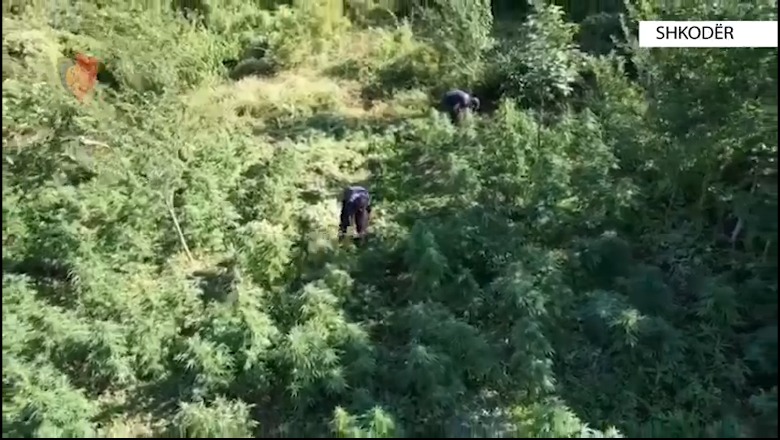 Kultivuan mbi 10 mijë bimë kanabis në fshatrat Kir e Pult në gusht! Goditet grupi kriminal në Shkodër! 3 të arrestuar, 6 në kërkim (EMRAT)