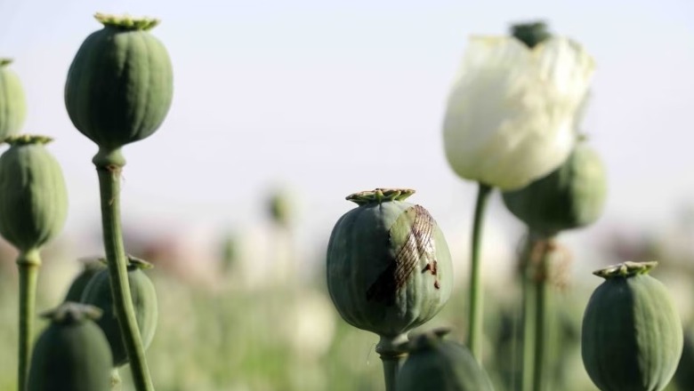 Mianmari tejkalon Afganistanin për prodhimin e opiumit