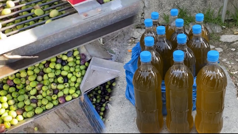Shtrenjtohet vaji i ullirit, 800 lekë/litri në ‘treg të zi’! Fermerët e Beratit: S’kemi fitime, këtë vit prodhimi është i dobët