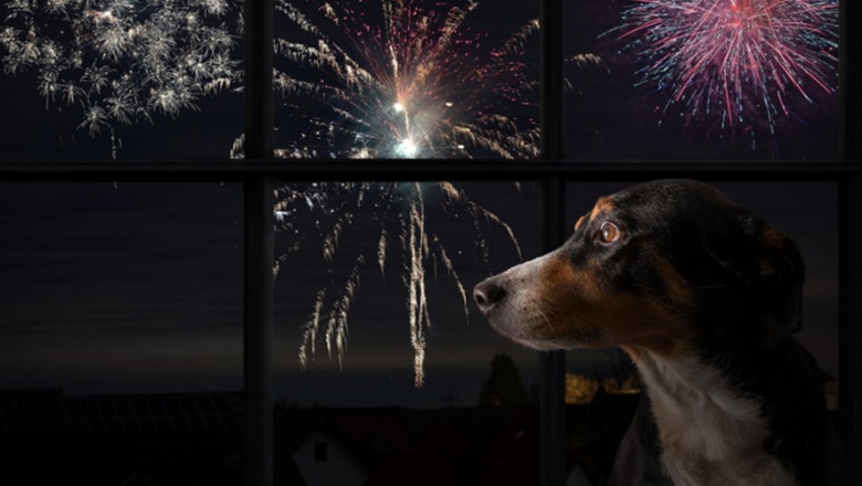 Fishekzjarrët shkaktojnë panik edhe për miliona kafshë