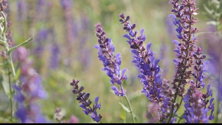 Kursi i këmbimit godet eksportuesit e bimëve mjekësore, eksportohen më shumë por fitohet më pak