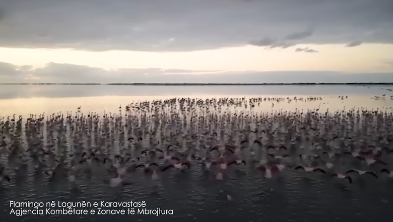 VIDEO/ Flamingot dhurojnë spektakël mbi lagunën e Karavastasë në Divjakë