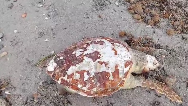 Breshka e rrallë 'kareta-kareta' gjendet e ngordhur në bregdetin e Durrësit