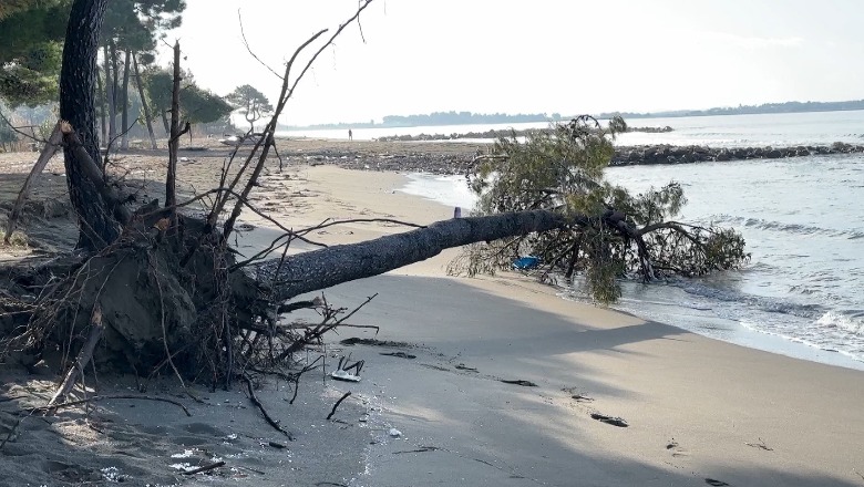 Erozioni detar ‘përpin’ bregdetin e Kunes në Lezhë! Specialisti: Zgjidhja është ndërtimi i dallgëthyesve