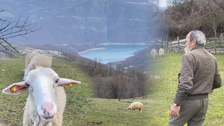 Kukës/ Banorët i rikthehen blegtorisë, Sabri Hutra: E hoqa tufën para një dekade, sot kam 40 dele, sebep djali që u kthye nga Anglia