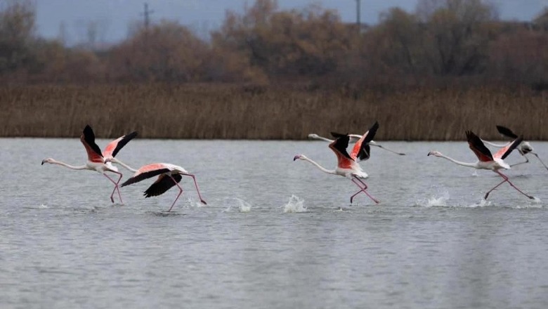 FOTO/ Flamingot ‘pushtojnë’ lagunën Kune-Vain në Shëngjin