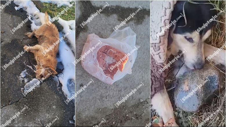 Pamje të rënda/ Helmim masiv i qenve në Korçë, kafshët lihen të ngordhura në mes të rrugës