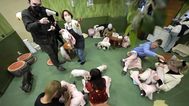 Çmenduria e fundit në Japoni, hapet kafeneja e parë për derra
