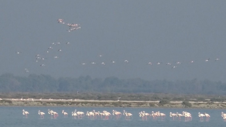 Censi, mbi 12 mijë shpendë ujorë në lagunat e Vlorës! Mbizotërojnë flamingot, pulëbardhat dhe çafkat! Specialisti: Zhurmat dhe gjuetia i dëmtojnë