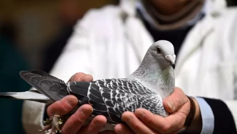 India liron pëllumbin e dyshuar si spiun kinez, e mbajti të mbyllur për 8 muaj   