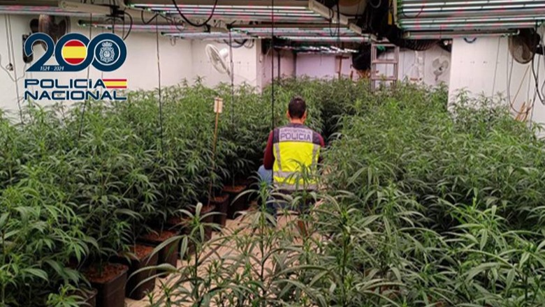 ‘Shtëpi bari’ në Spanjë, arrestohen dy shqiptarët! Kultivuan 940 bimë marijuanë