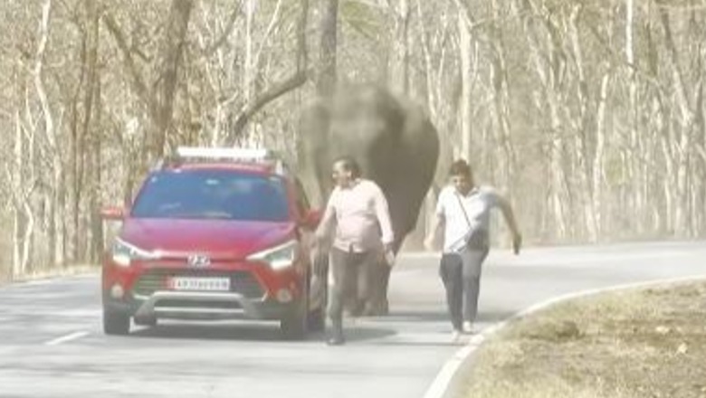 VIDEO/ Dy turistët vrapojnë për të shpëtuar nga elefanti, tentuan të bënin ‘selfie’ jashtë makinës