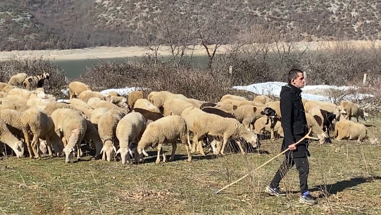 Mario Duraku, i riu kuksian ruan traditën në blegtori! 28-vjeçari: Mbarështimi i deleve, trashëgimi ndër breza! Shteti nuk na mbështet me subvencione