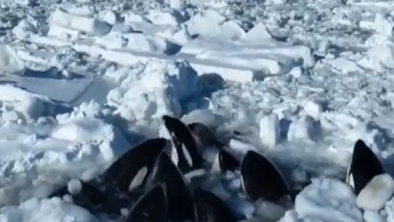 VIDEO/ Dhjetë balena bllokohen në akull pranë Japonisë