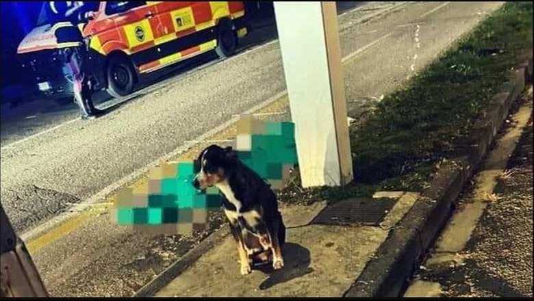 Fotoja bëhet virale/ Të moshuarin e përplas makina për vdekje, qeni ruan trupin e pajetë të pronarit