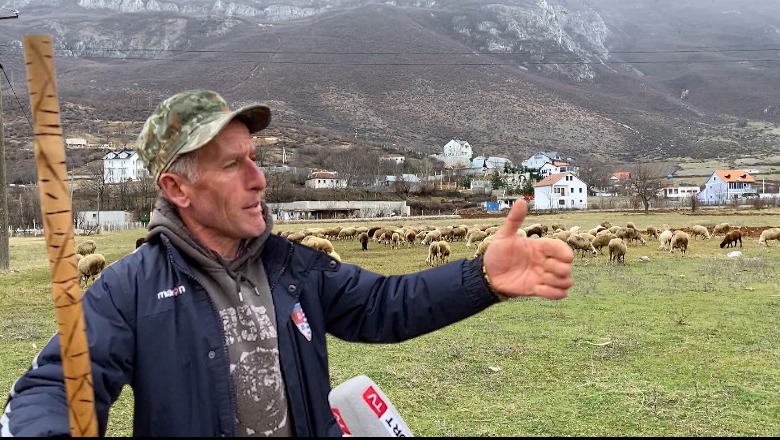 VIDEO/ Mes tufës së deleve që 11 vjeç, rrëfimi i çobanit në Kukës: Kam 150 krerë, punë e vështirë por e bukur